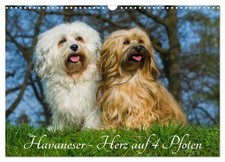 Bichon havanais - un cœur à 4 pattes (Calendrier mural 2026 DIN A3 horizontal), 