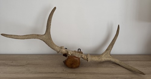 Paire bois cerf - de,