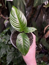Anubias heterophylla ex Cameroon - NOT TC AQUARIUM FORM