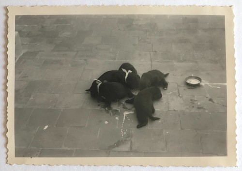 Photo ancienne vintage - ancienne,