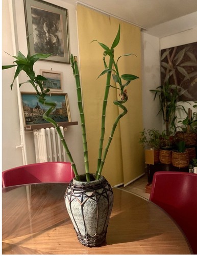Irrésistible vase - irrésistible, en