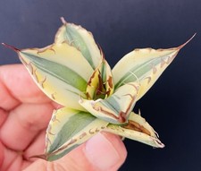 1 AGAVE TITANOTA "BUCK TEETH"