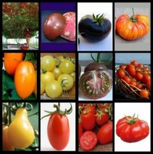180 GRAINES DE TOMATES RARES