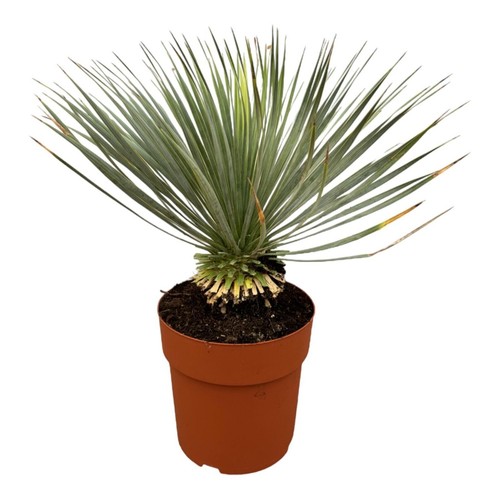 Yucca rostrata sur tige - rostrata,
