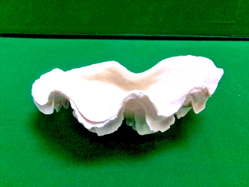 Ancien coquillage bénitier - coquillage, "