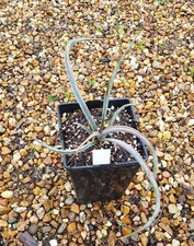 Yucca baccata ssp Baccata /