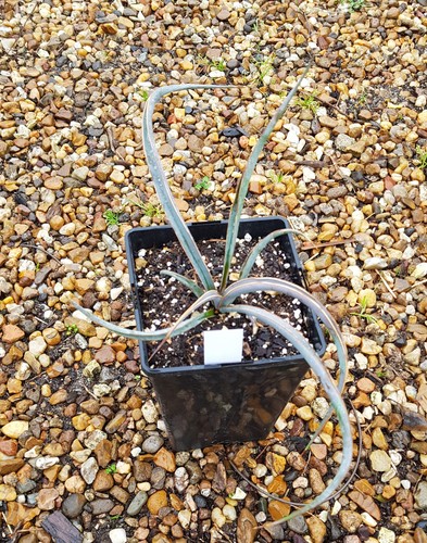 Yucca baccata ssp - , /