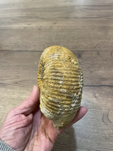 Grande ammonite fossile - ammonite,