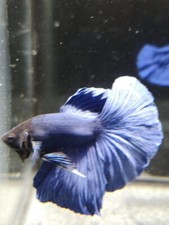 COMBATTANT MALE BLEU - BETTA