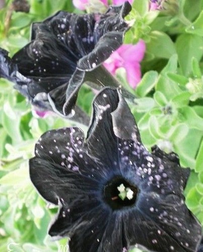 Surfinia pétunia noir - ♫, 'noir'