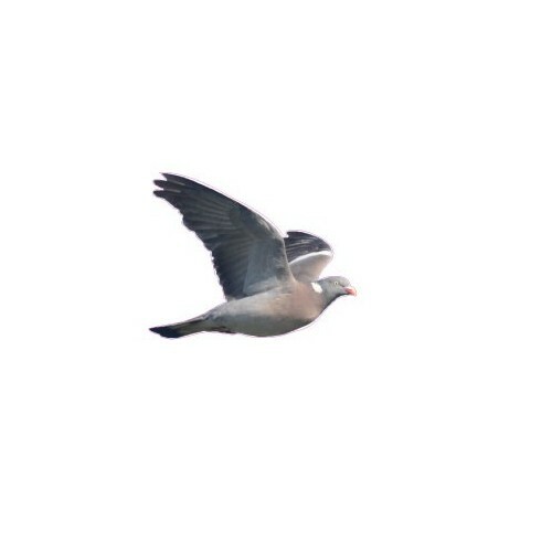 Palombe pigeon ramier