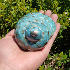 1PC Mer Snail Naturel Coque