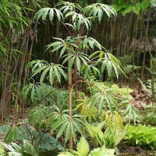 Schefflera taiwaniana -