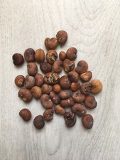 40 graines de Baobab Adansonia