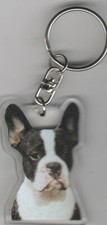 BOSTON TERRIER CHIEN PORTE