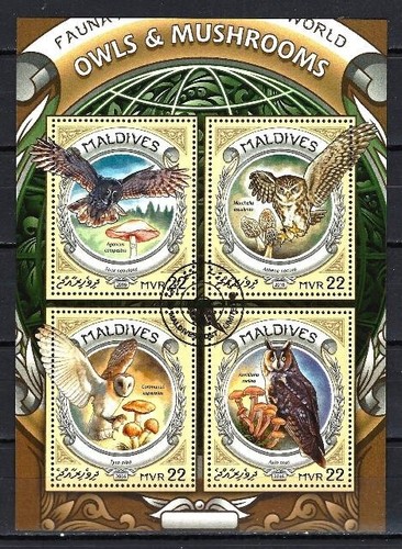 Animaux oiseaux hiboux - animaux,