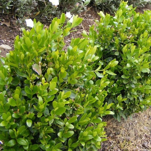 Buis commun buxus - buis, (buxus