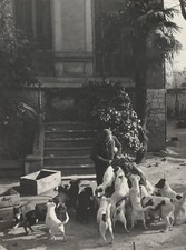 MARCEL COEN (1918-2008) PHOTOGRAPH SCENE OF DOGS IN PROVENCE 1960 (234)