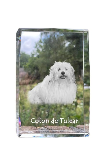 Coton tulear cristal - coton,