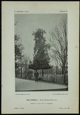 1898 - Buis commun (Buxus sempervirens) - Phototypie d'arbre & Botanique