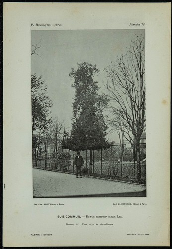 1898 buis commun buxus - -,