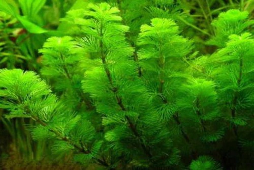 Cabomba aquatica plante - cabomba,