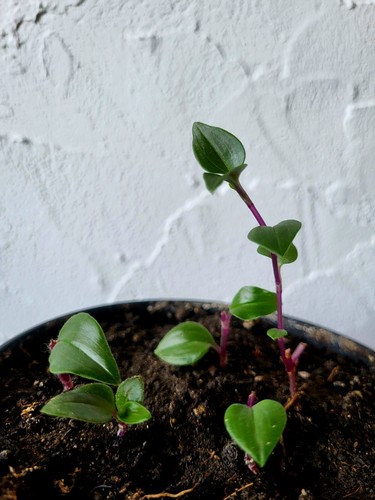Plante intérieur - plante, d'intérieur