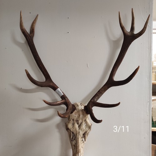 Massacre bois cerf - massacre, de