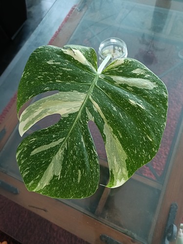 Monstera thai constellation - monstera,