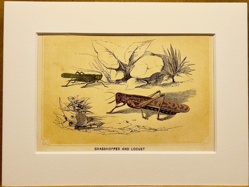 Sauterelles insectes