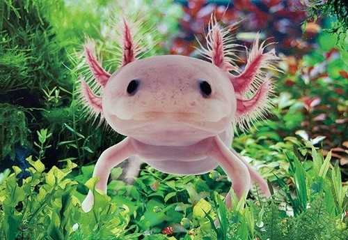 Carte souvenir animaux - carte, axolotl