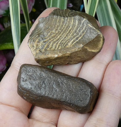 Fossiles identifier 4cm - ?, à