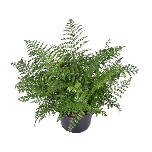 Asplenium parvati plante - parvati,