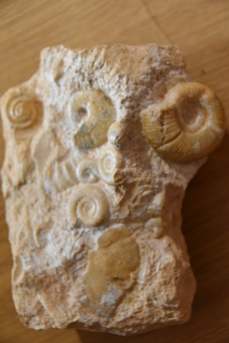 Ammonites sur bloc du - 6,