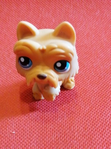 Petshop chien colley - chien,