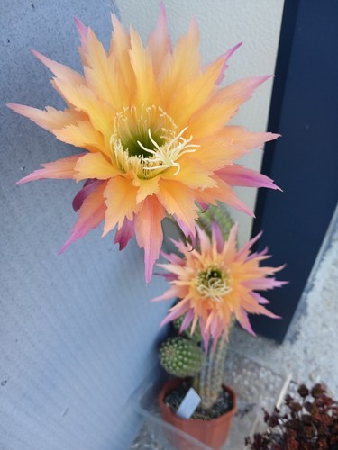 Cereus hybrid super apricot - cereus,