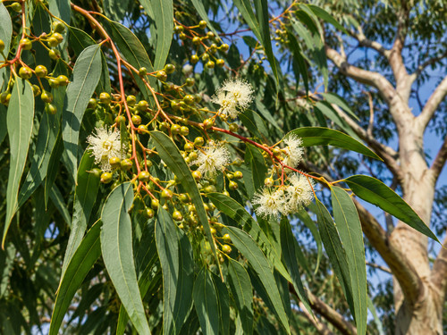 Corymbia citriodora 100 - corymbia, citriodora,