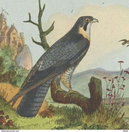 Ornithologie oiseau faucon - ornithologie,