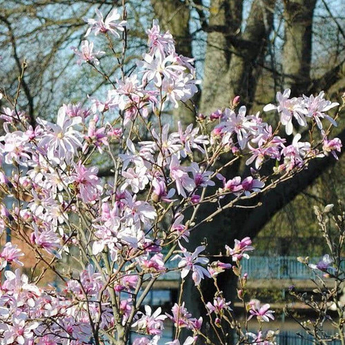 Magnolia stellata rosea - magnolia, 'rosea'
