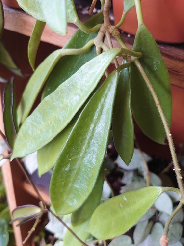 Hoya stoneana - hoya,