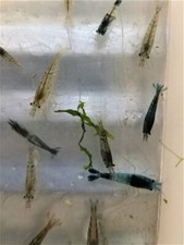 CREVETTES GRISES DECLASSEE