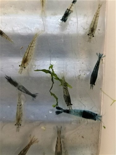 Crevette grises declassee - crevette,