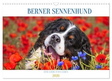 Bouvier bernois - Un amour pour la vie (Calendrier mural 2026 DIN A3 horizontal)