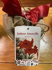 Large Flowering Amaryllis Bulb