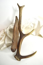 Ancienne Corne De Cerf A 4