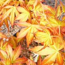 Acer palmatum 'Katsura' -