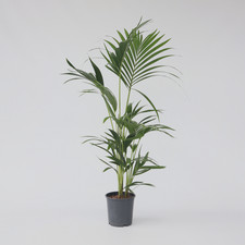 Palmier Kentia - Howea forsteriana - Hauteur 90-100cm - ⌀18cm