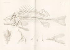 Anatomie Squelette Barsch Squelette Poisson Gravure Acier Cuvier 1849