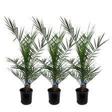 3 palmiers dattiers des