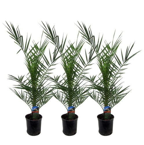 Palmiers dattiers des - 3,